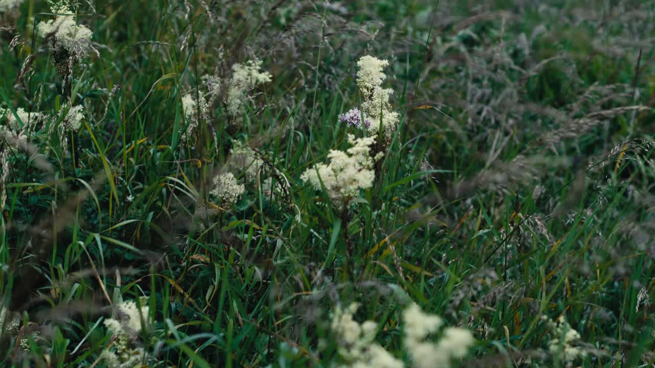 Close shot of tall grass and white flowers swaying in the wind on the cliffs of Moher - Ireland
