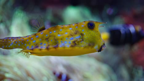 Longhorn-cowfish-,-Or-Horned-Boxfish-Swimming-in-Aquarium-Close-up-Tracking