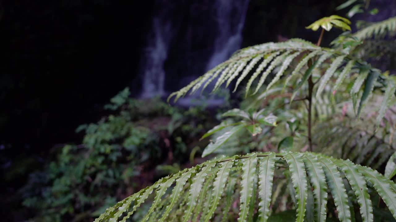 Cascata con felci in Nuova Zelanda