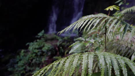 Wasserfall-Mit-Farnen-In-Neuseeland