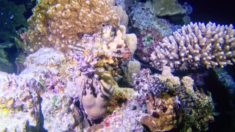 sea creatures at the bottom of coral sea