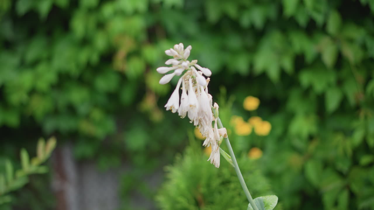 Cascading white flowers adorn rustic setting. Elegant bellshaped blooms sway beneath sunny summer sky. Serene cottage garden featuring white tubular blooms and warm sunlight ambiance