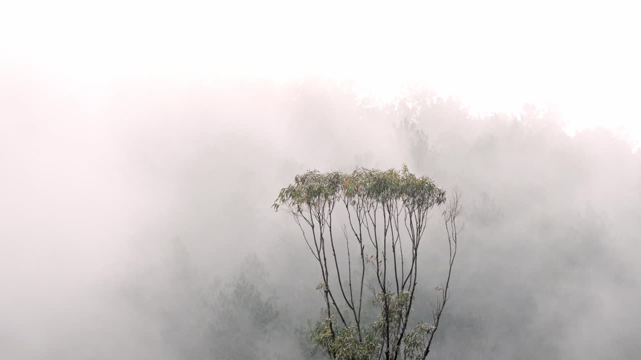 A serene shot of a foggy forest in the highlands of Ella, Sri Lanka. Morning mist drifts slowly through dense tropical vegetation, creating a mysterious and tranquil jungle atmosphere.