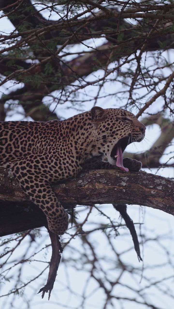 Slow Motion Vertical Leopard Yawning in a Tree Lying on a Branch, Predator on African Wildlife Safari in Kenya, Safari Animals in Africa, Vertical Video for Social Media, Tiktok and Instagam Reels.