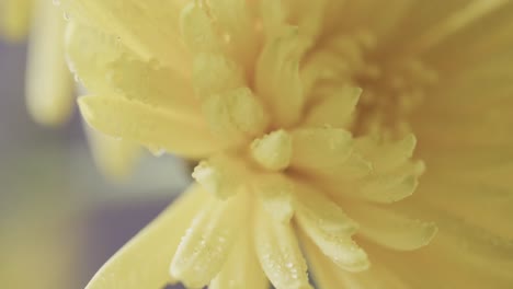 micro video of close up of yellow flowers with copy space on grey background