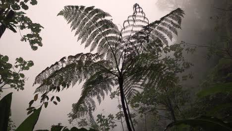 A dramatic and artistic shot of a large tree fern against a misty, light-filled sky in the Monteverde Cloud Forest