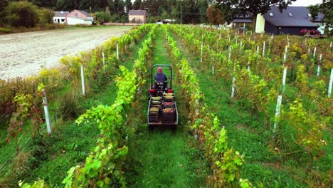 slow close drone shot flight in vineyard following driving tractor with boxes of grapes during grape harvest in sunny summer fall day with green plants