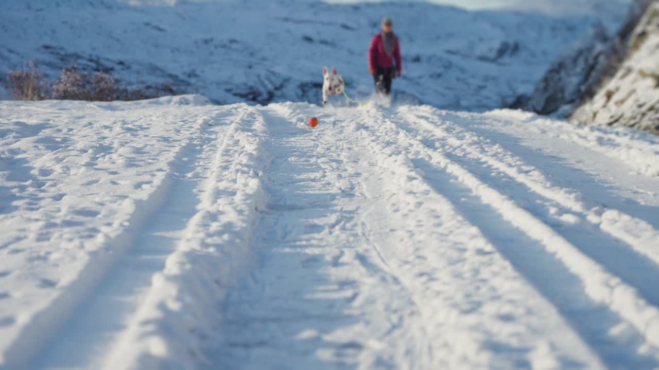 A miniature bullterrier chasing a ball in a snow-covered landscape