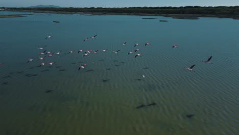 una bandada de flamencos rosados comienza a volar sobre la superficie del agua de la laguna azul con alas y piernas moviéndose