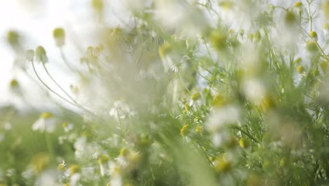 field of flowers that move with the wind