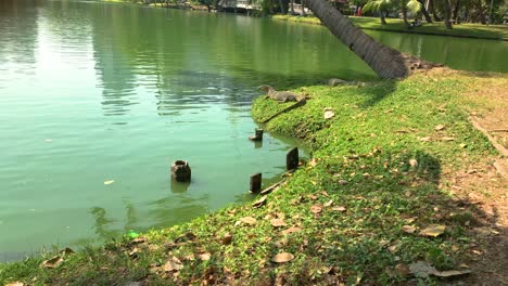 El-Gran-Lagarto-Descansa-En-La-Orilla-Del-Lago-En-El-Parque-Público-Lumphini