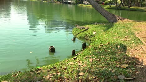 el gran lagarto descansa en la orilla del lago en el parque público lumphini