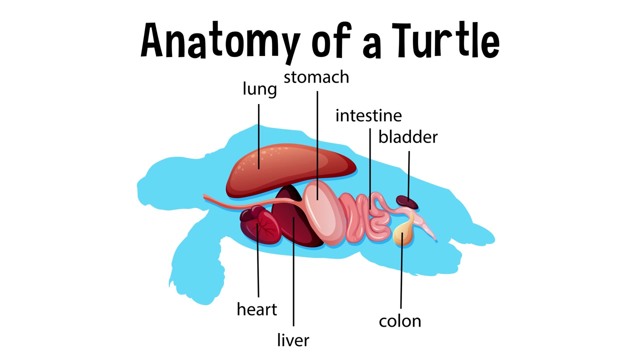 Illustrates internal organs of a turtle