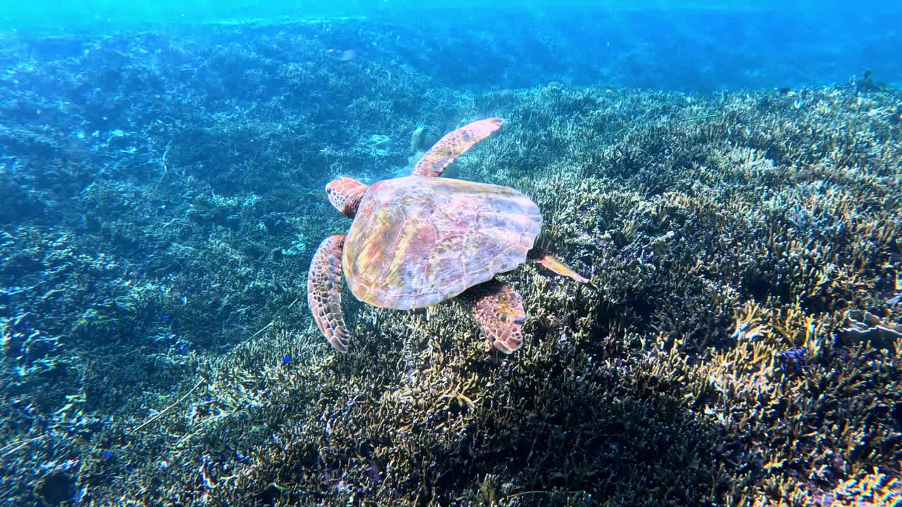 Endangered Sea Turtle Swimming Over The Coral Reefs In Summer