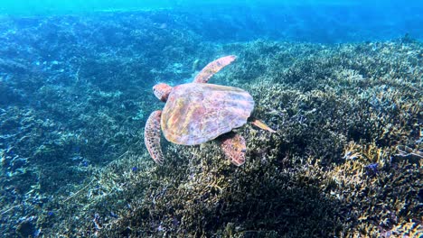 endangered sea turtle swimming over the coral reefs in summer