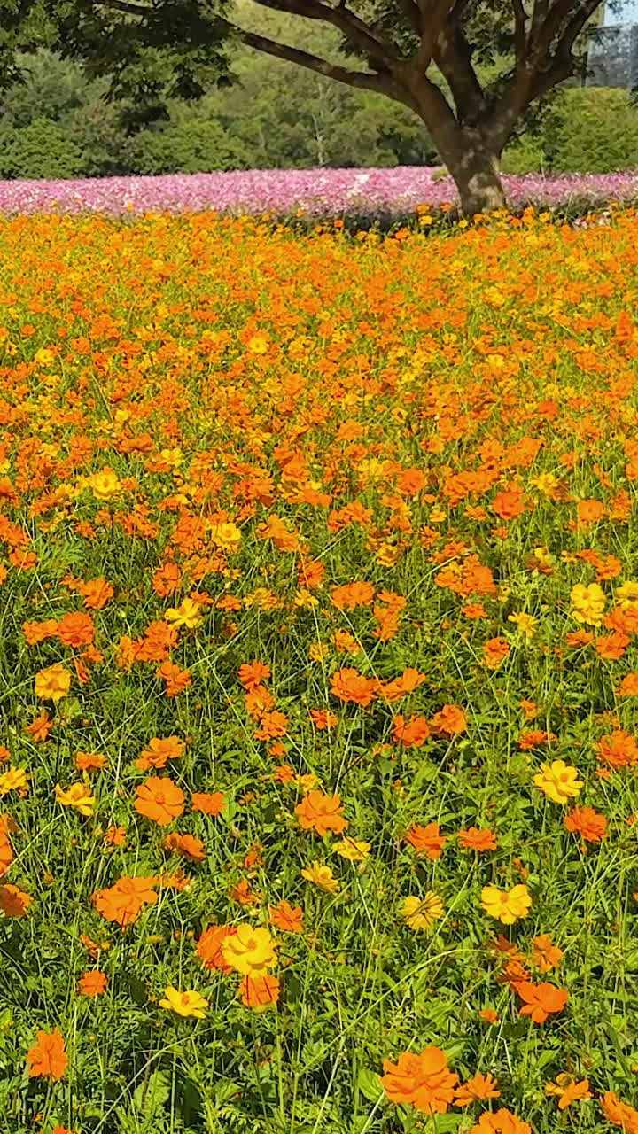 Fiori colorati sbocciano in un paesaggio suggestivo