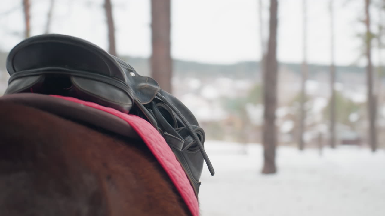 기수가 숲속 배경에서 안장을 준비하고, 평화로운 겨울 배경 속 아름다운 밤색 암말 아래에서 기수가 몰래 장비를 조정하는 고요한 순간, 말에 얹은 안장의 클로즈업