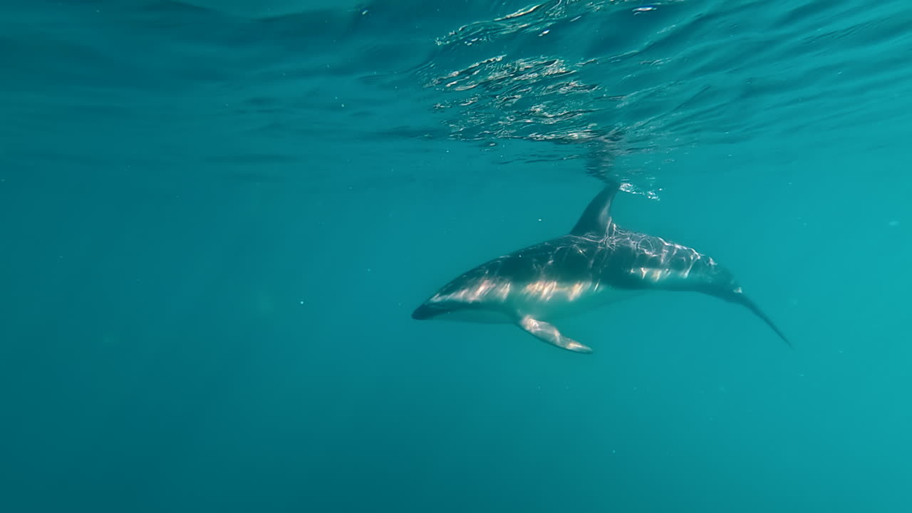 Dusky dolphin swimming in the shallow, coastal waters of New Zealand