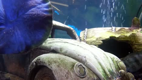 colourful tropical aquarium tank with vibrant inquisitive fish closeup bubbles background