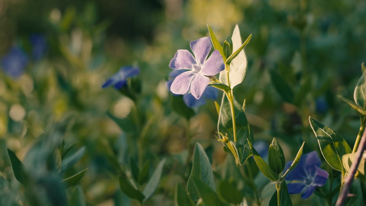 Gravmyrtblomster skiller seg ut mot grønt løvverk på den franske landsbygda. Kunstnerisk preg og naturlig lys forsterker vårscenen. Halvtotal.