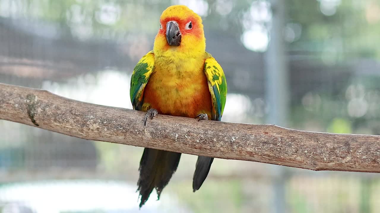 A group of colorful sun conures interacting playfully on a tree branch, showcasing their vibrant plumage and social behavior.