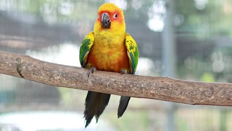 a group of colorful sun conures interacting playfully on a tree branch, showcasing their vibrant plumage and social behavior.
