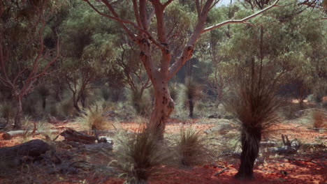 australian bush landscape with red dirt and grass trees