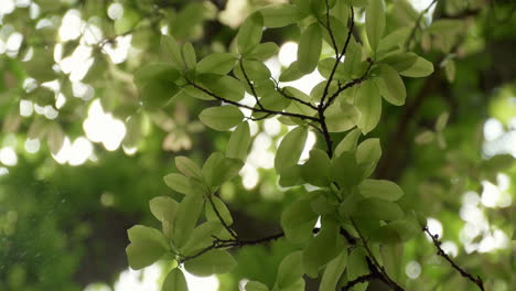 beautiful green leaves in sunlight