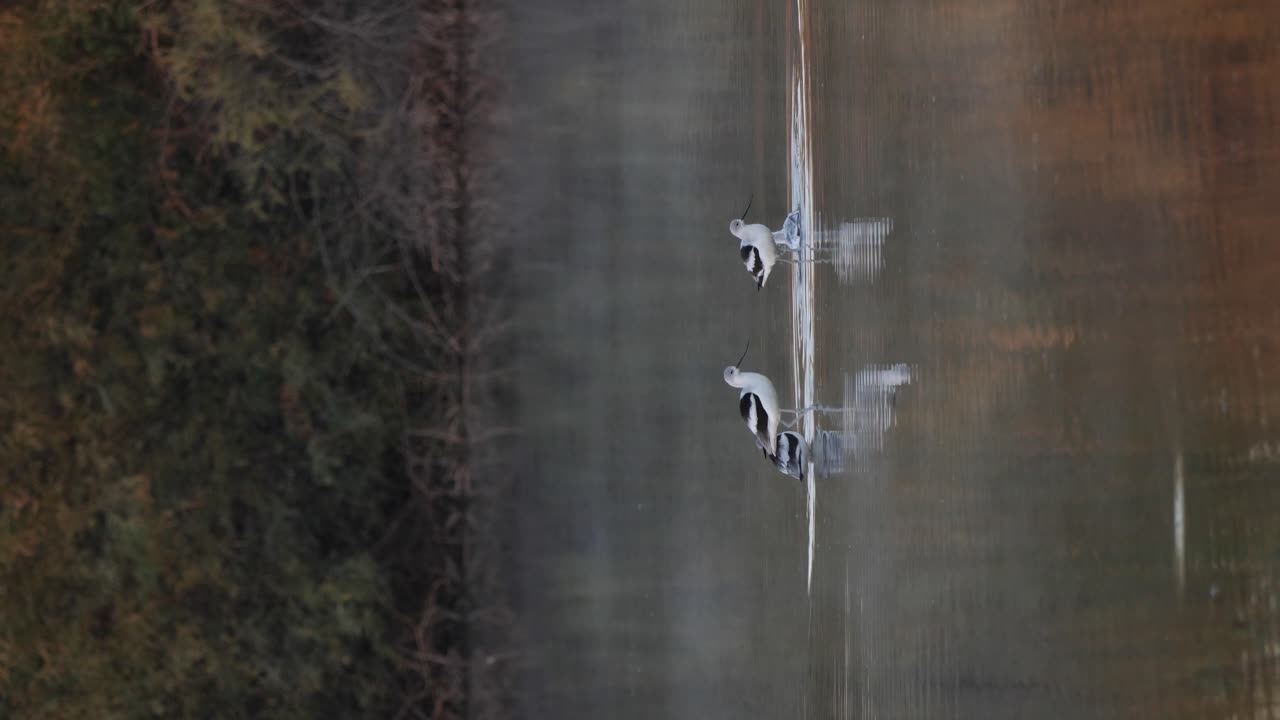 avocetos bebiendo y lavándose en un estanque de niebla.