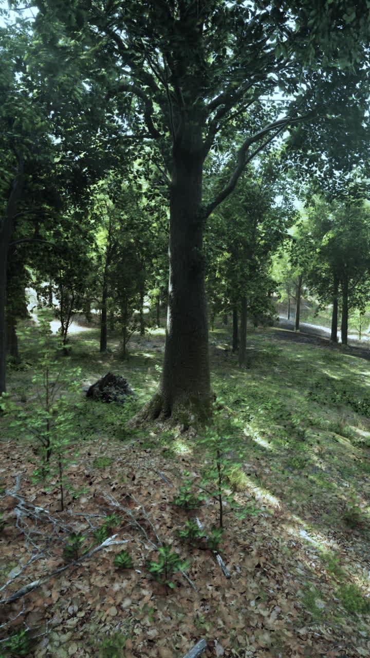 높은 나무 와 잎 을 통해 빛나는 빛 을 가진 울창 한 숲