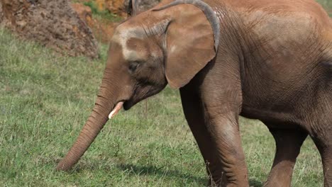 elefante 09