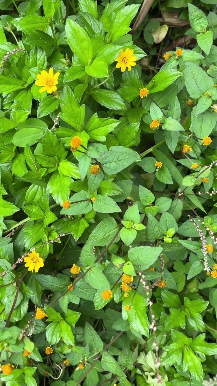 Small Yellow Flowers Growing Among Lush Green Foliage