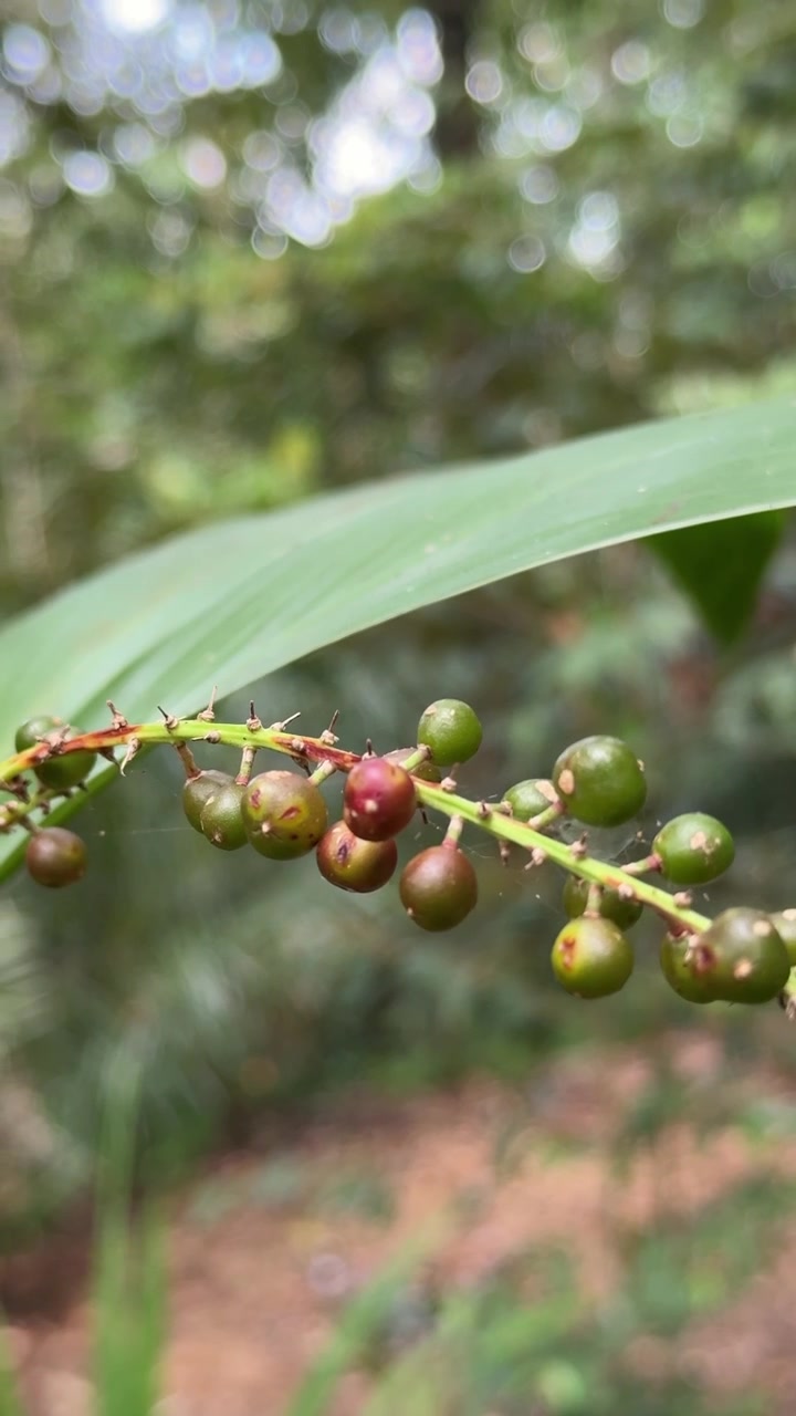 Primo piano di bacche selvatiche che crescono su un ramo nella foresta