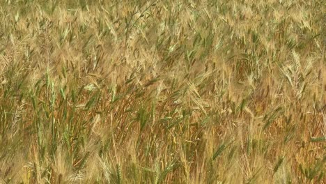 static shot of ripened golden wheat crop swaying wtih the wind