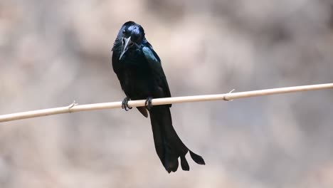 El-Drongo-Con-Cresta-De-Pelo-O-Es-Un-Ave-En-Asia-De-La-Familia-Dicruridae-Que-Era-Conespecífico-Con-Dicrurus-Bracteatus-O-Drongo-Con-Lentejuelas-En-El-Que-Puede-Ser-Difícil-Diferenciar-Entre-Sí