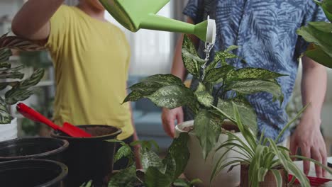 watering home plants at home