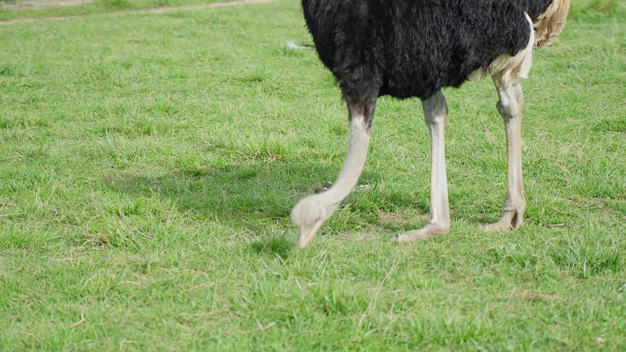 Un'inquadratura statica mostra la metà inferiore di uno struzzo comune (Struthio camelus) che cammina e pascola sull'erba verde, con l'attenzione sulle sue zampe e sulla testa che becca il terreno alla luce del giorno in un campo aperto.