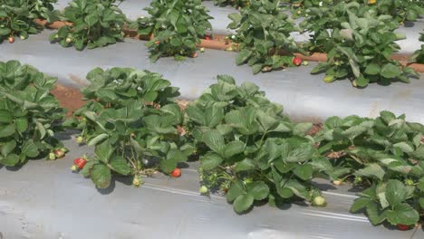 strawberry field plants blowng in wind