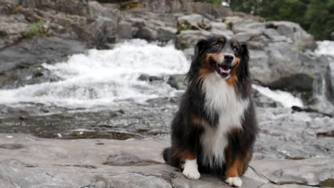 a smiling mini australian shepherd sitting with rushing water in the background