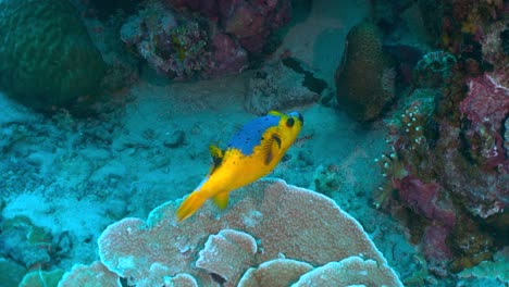 Pufferfish-swimming-through-corals-in-reef,-tracking-shot