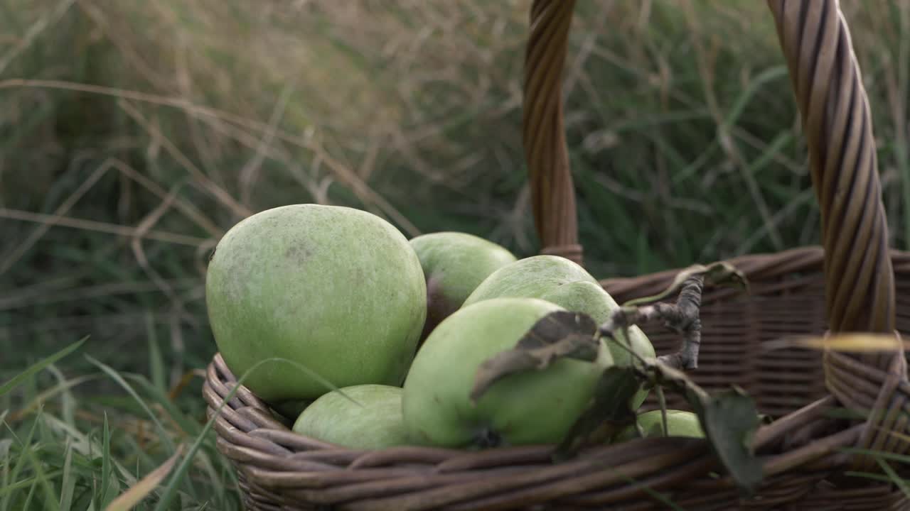 cesta de manzanas verdes maduras en pradera cerrar disparo basculante