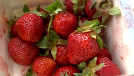 una grabación de primer plano de fresas suecas