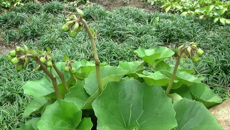 Tractor-seat-plant--with-flower-stalks