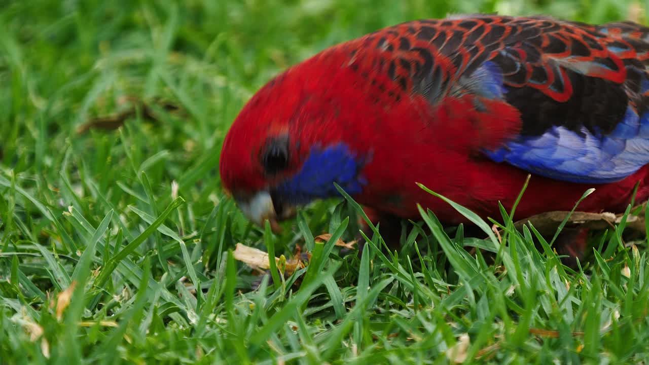 un loro rosella carmesí busca comida en el suelo en australia