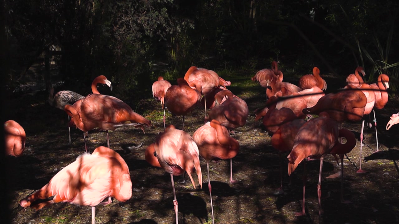 Gruppo di bellissimi fenicotteri rosa in piedi insieme in un recinto dello zoo. Alcuni uccelli dormono su una zampa sotto il caldo sole pomeridiano.