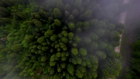 aerial: forest trees and mountain road covered in low mist, rising top down view