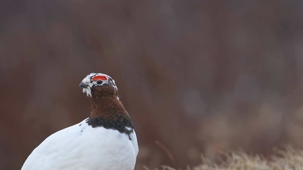 Mannlig fjellrype i vårdragt under overgang, Nord-Norge