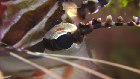 close up of lionfish face and especially the eye