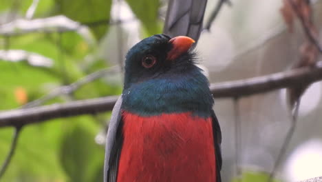 portrait of slaty-tailed trogon bird perched on twig under the rain in rainforest - extreme close-up