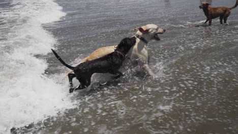 slow motion 120fps - group of dogs play in the ocean in peru